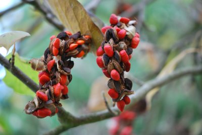 Magnolia x soulangeana - šácholan Soulangeův - šáchy se semeny